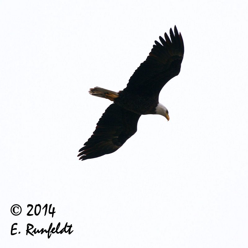 20Dec-CBC 135.jpg - Bald Eagle